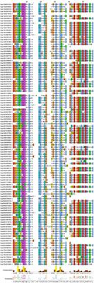 Identification and Expression Analysis of the CsMYB Gene Family in Root Knot Nematode-Resistant and Susceptible Cucumbers